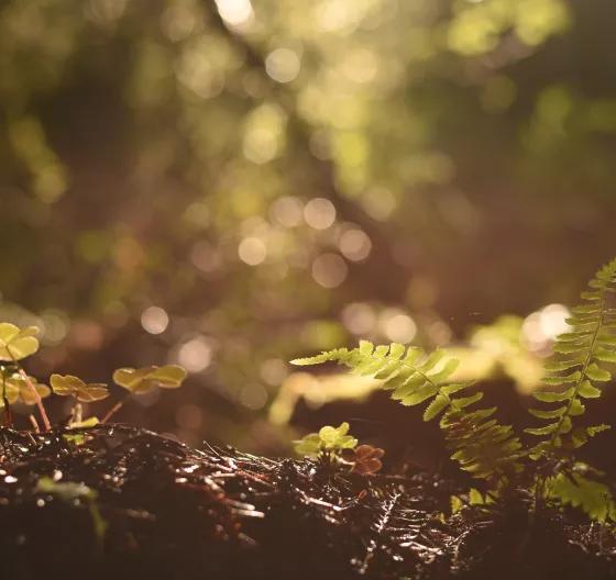 Rooted-Background