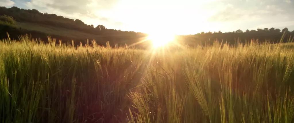 Field in sunlight