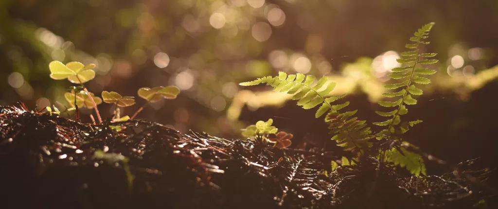 Rooted-Background