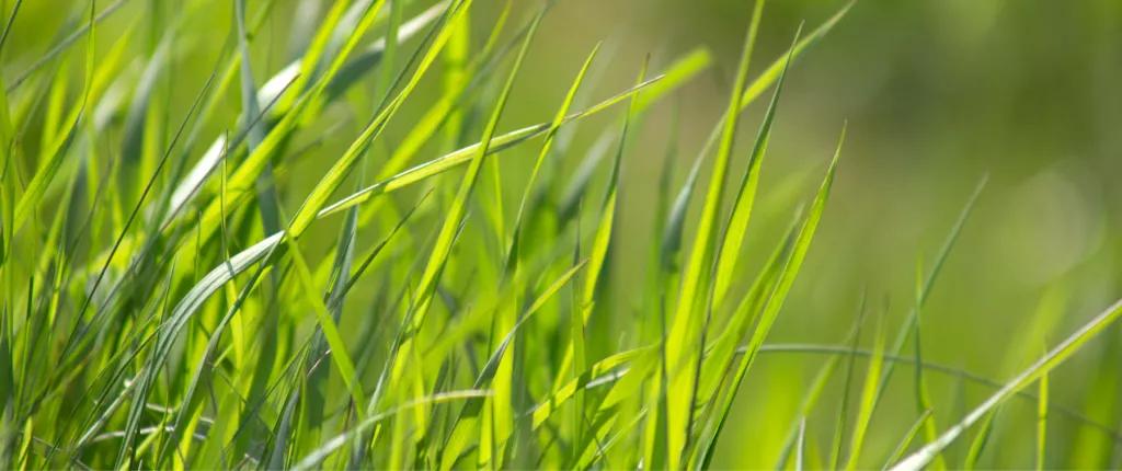 green grass