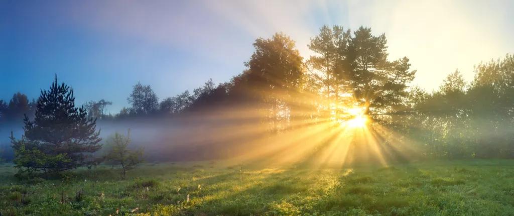Image of the sun shining through the trees in the New Forest
