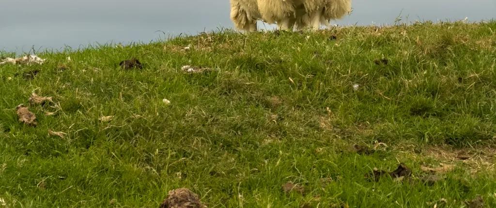 Sheep standing on a hillside