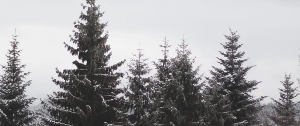 winter trees