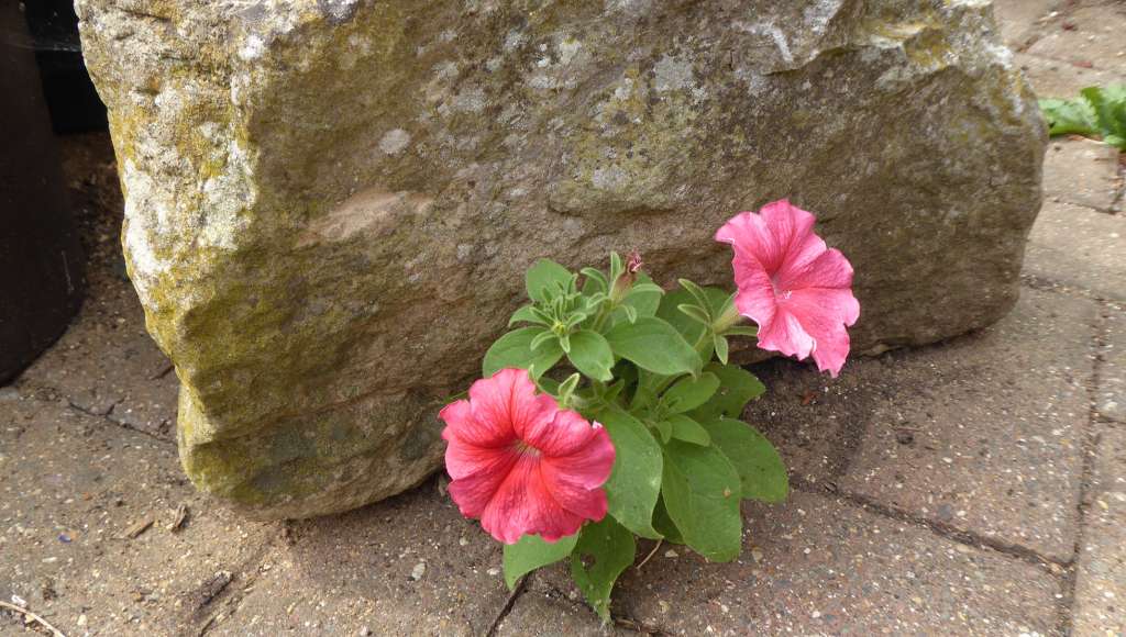 petunia petunia
