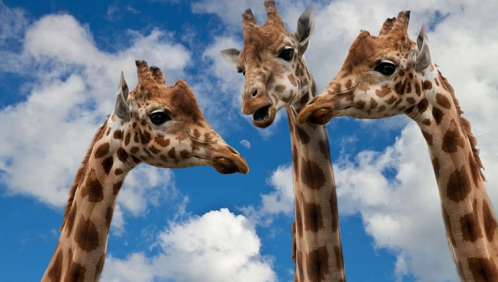 giraffe