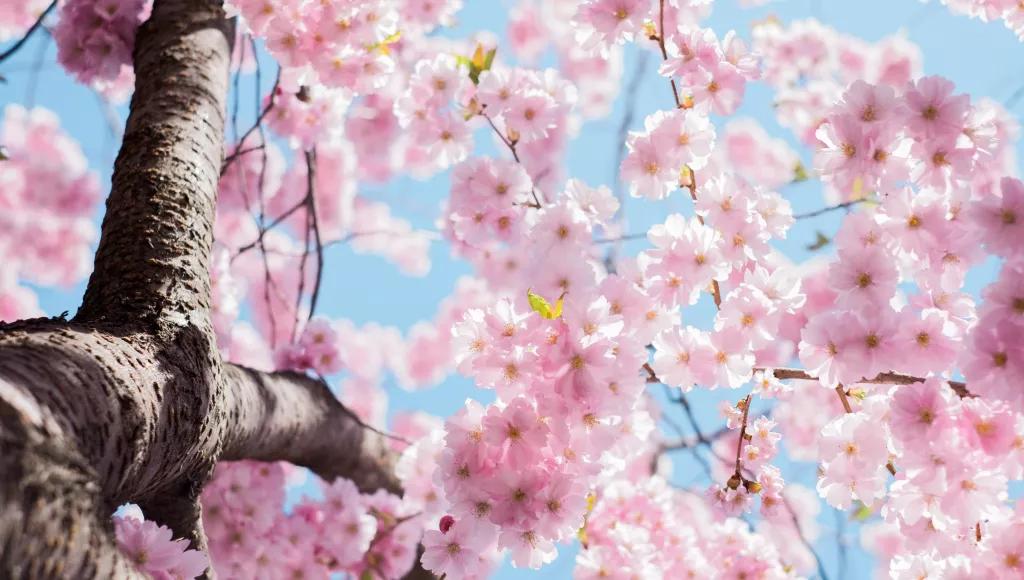 Cherry tree blossom