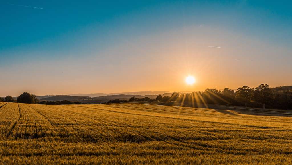 Sunrise wheat field