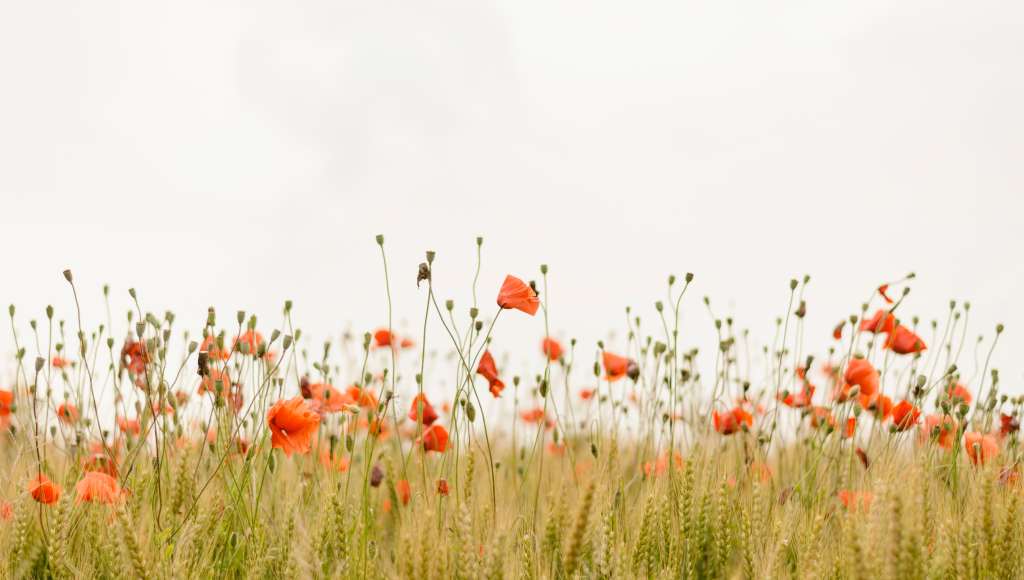 Poppies long grass