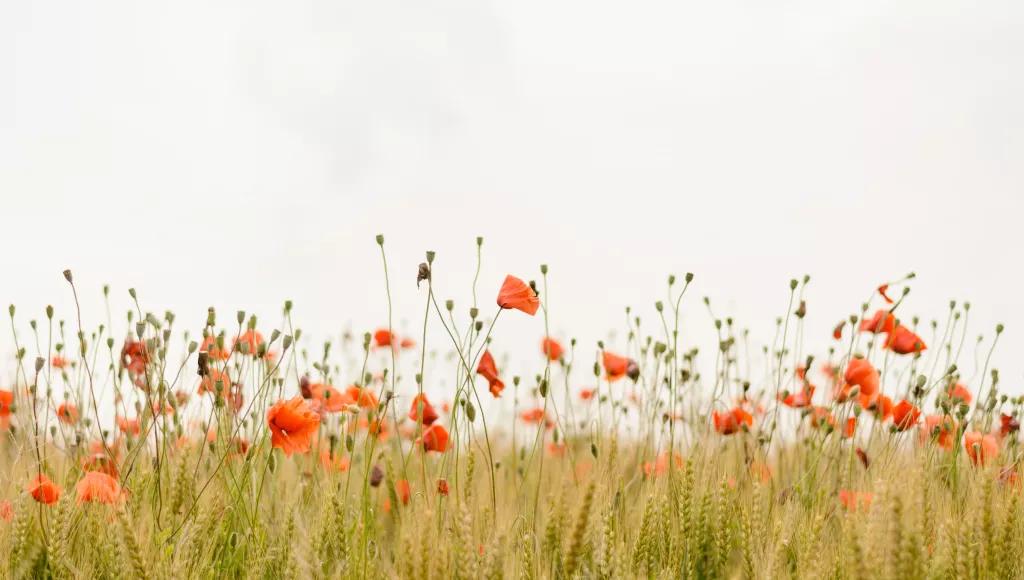 Poppies long grass