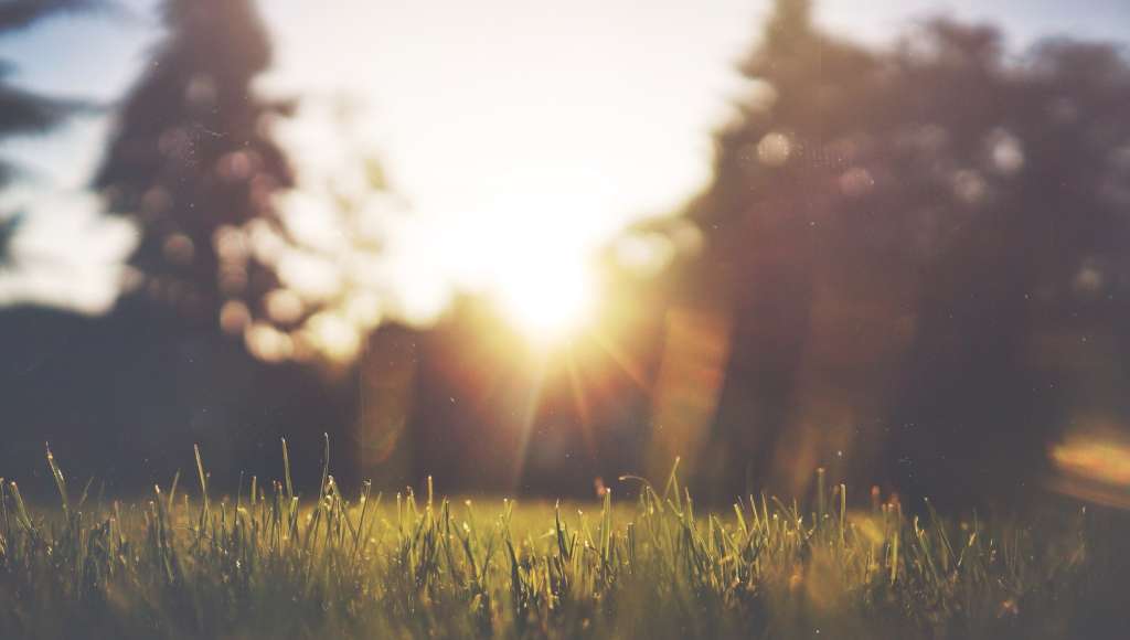 Sun trees and grass
