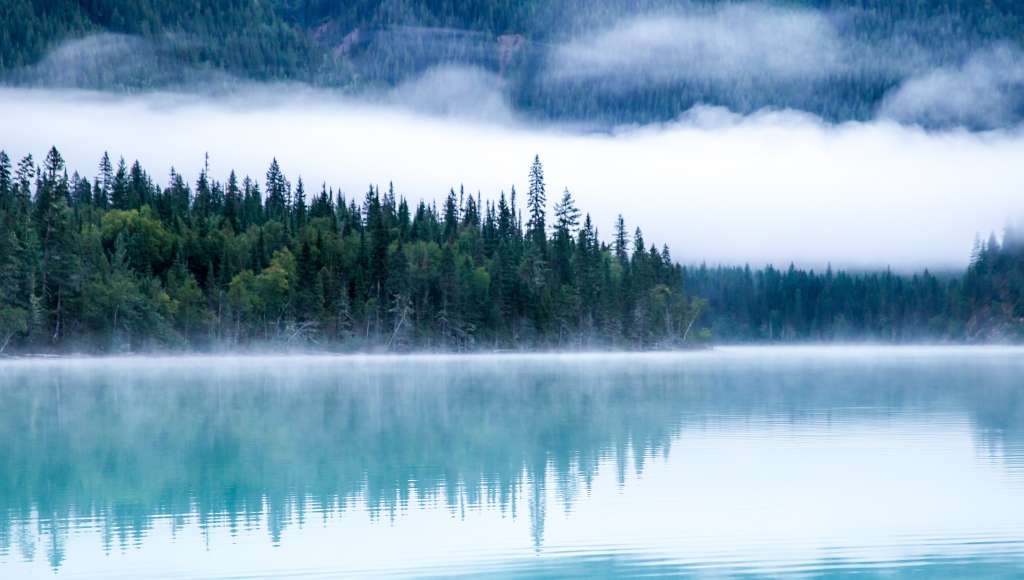 Pine trees misty lake