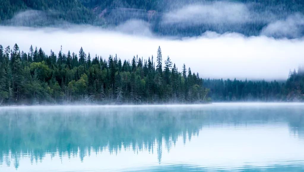 Pine trees misty lake