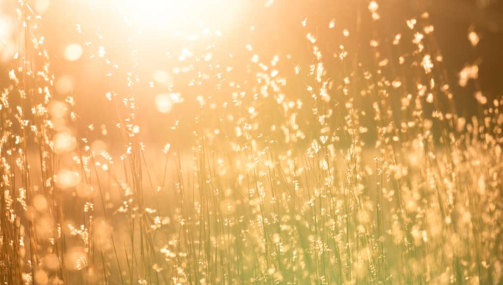 Sun in long grass