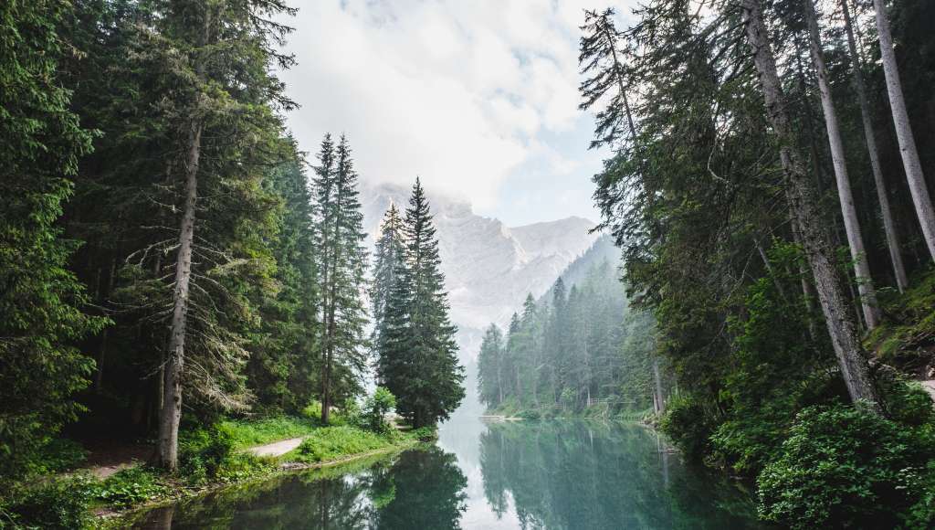 River through forest