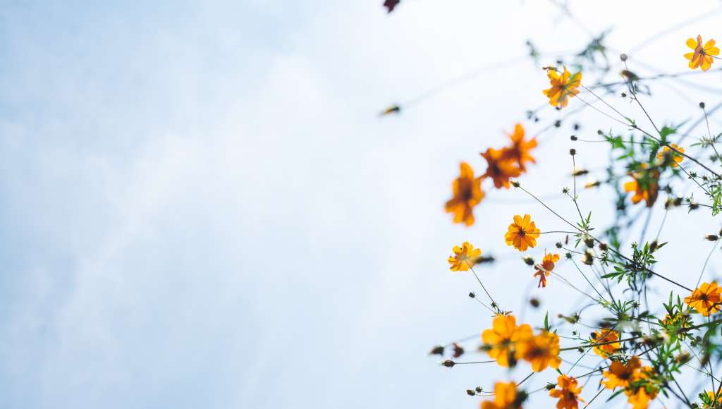 Yellow flowers sky