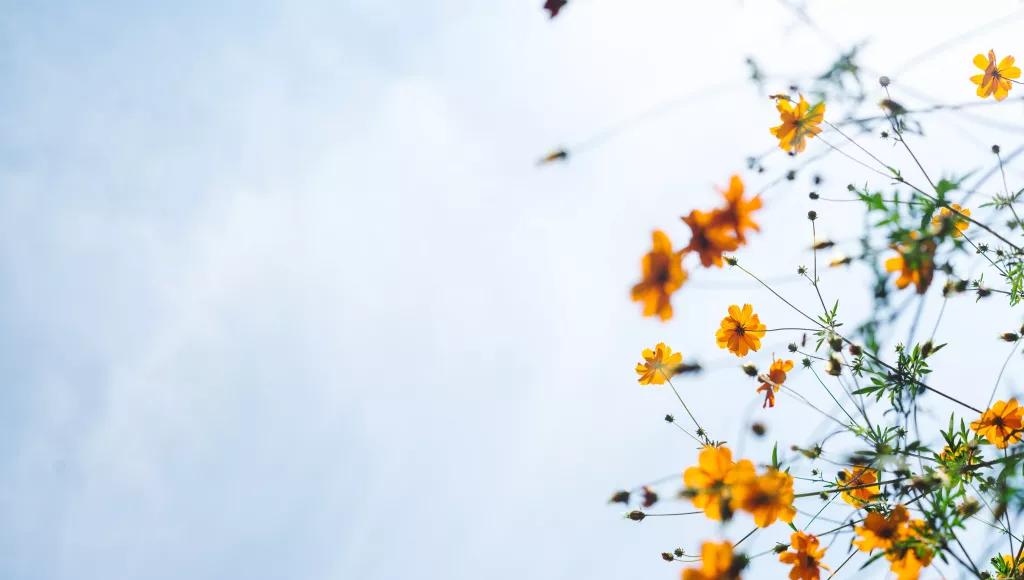 Yellow flowers sky