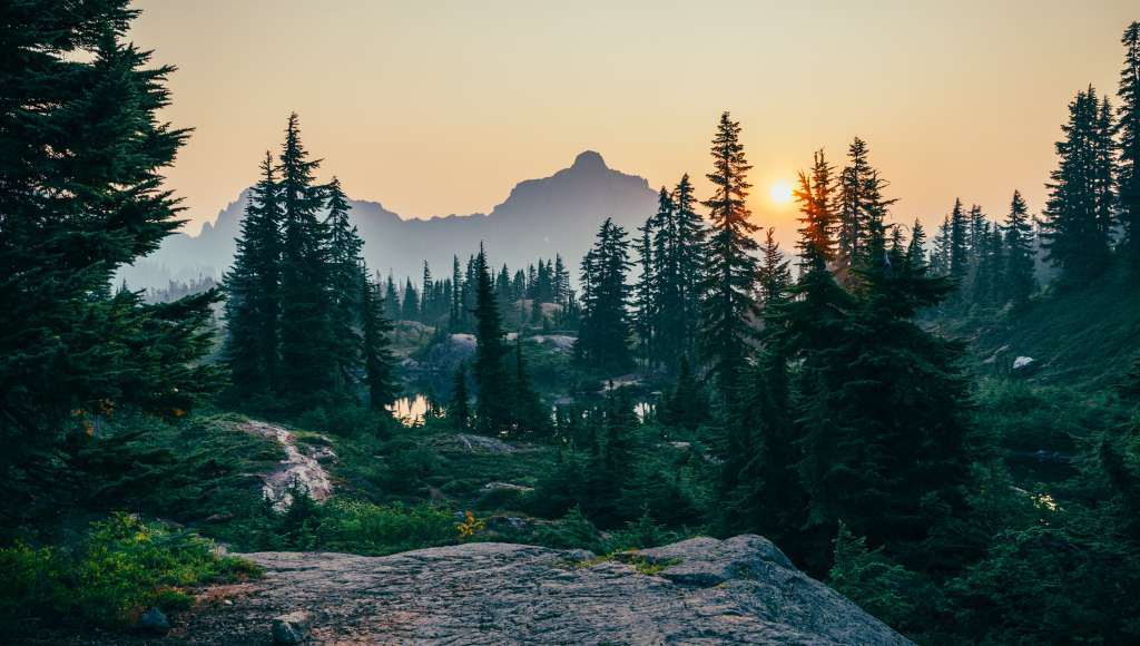 Forest mountains
