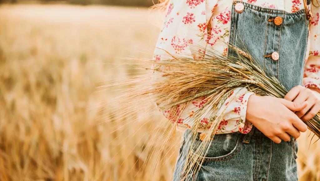 Collecting wheat