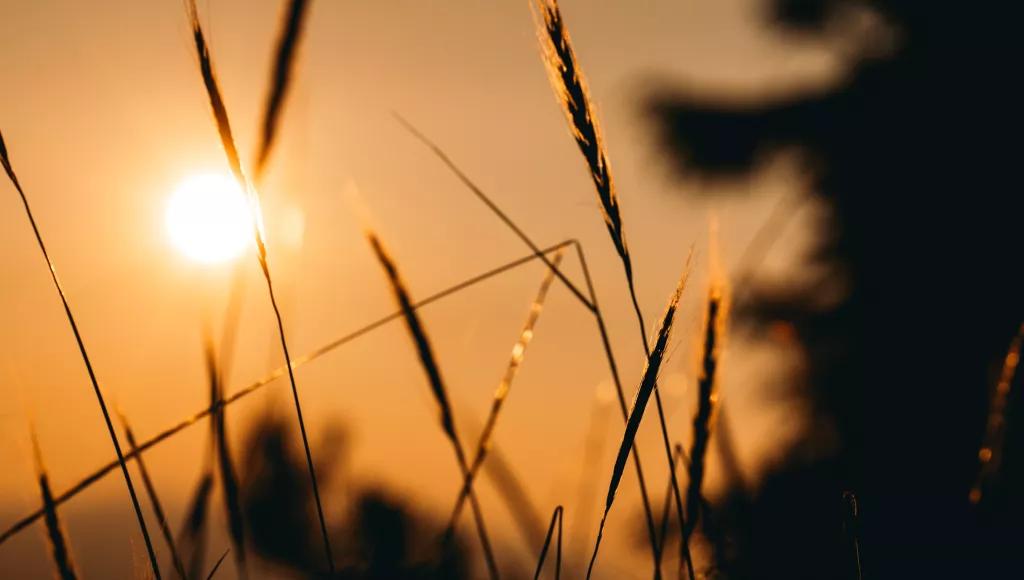 Corn sunset
