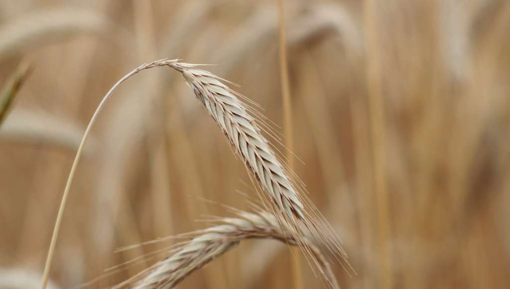 Corn close up