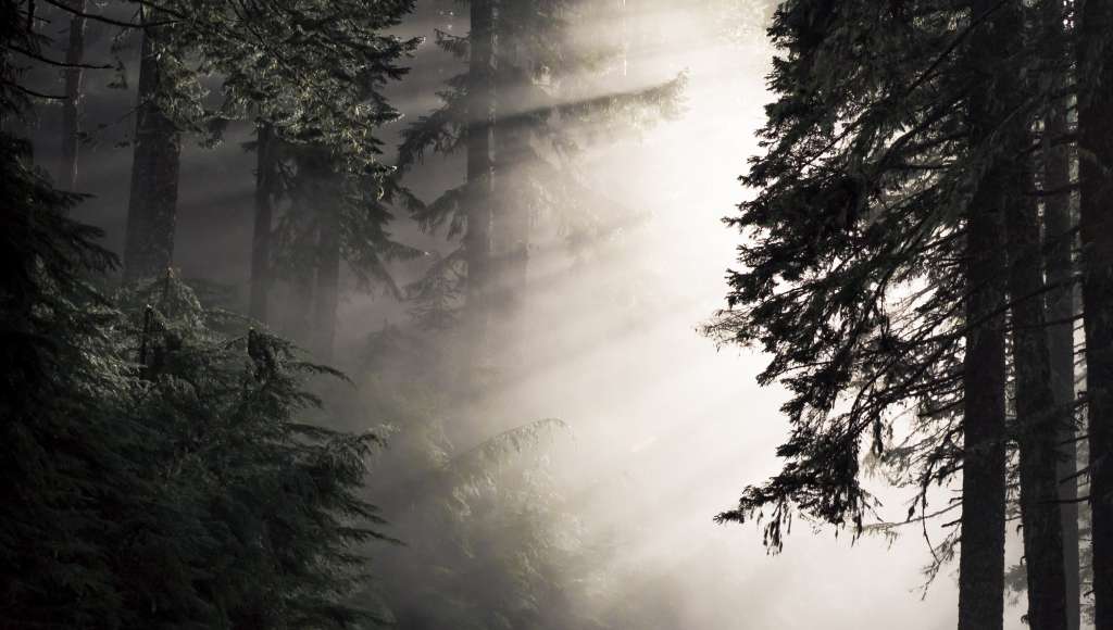 Sunlight dark trees