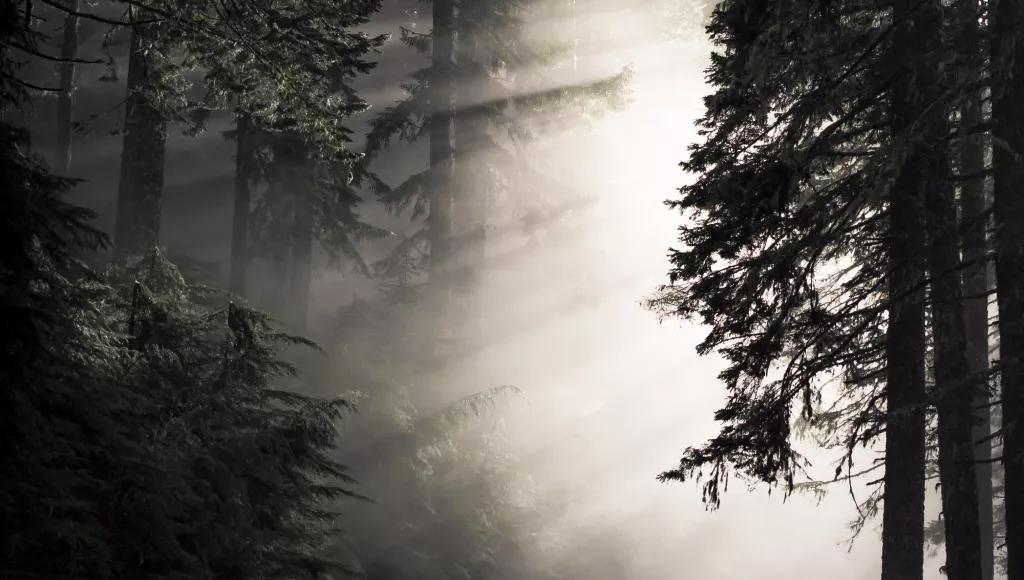 Sunlight dark trees