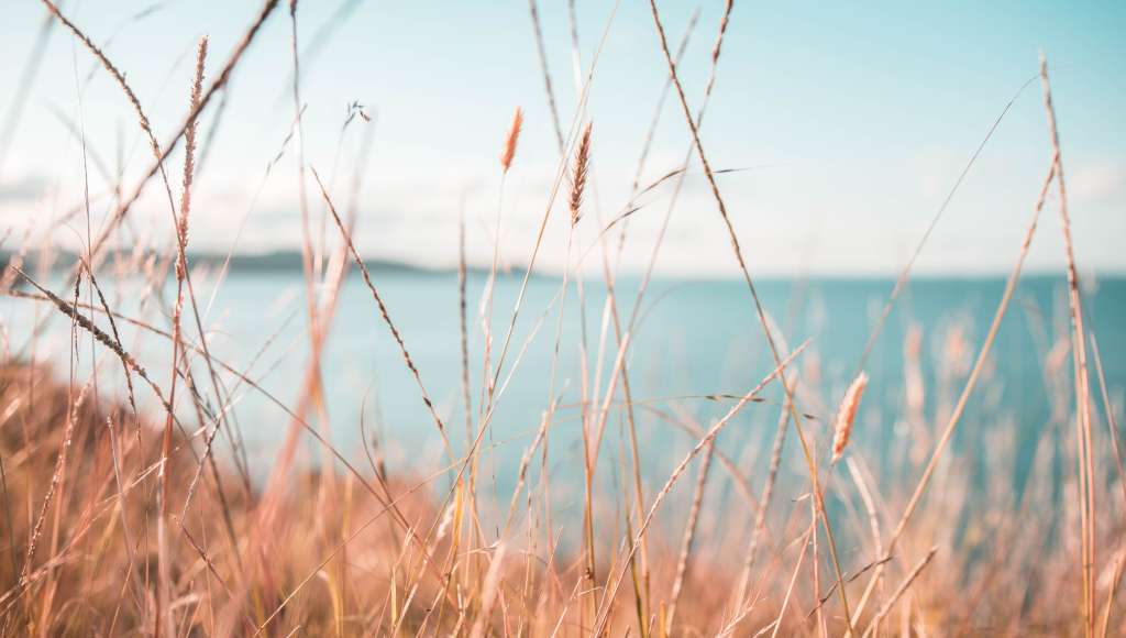 Sea through grass
