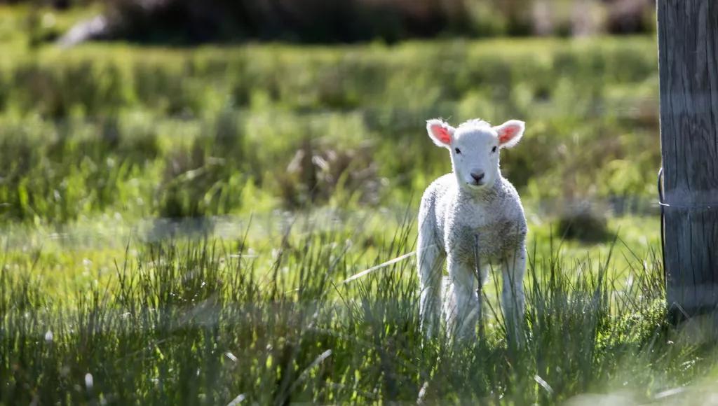 Lamb by post