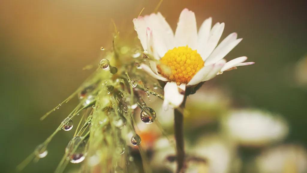Daisy