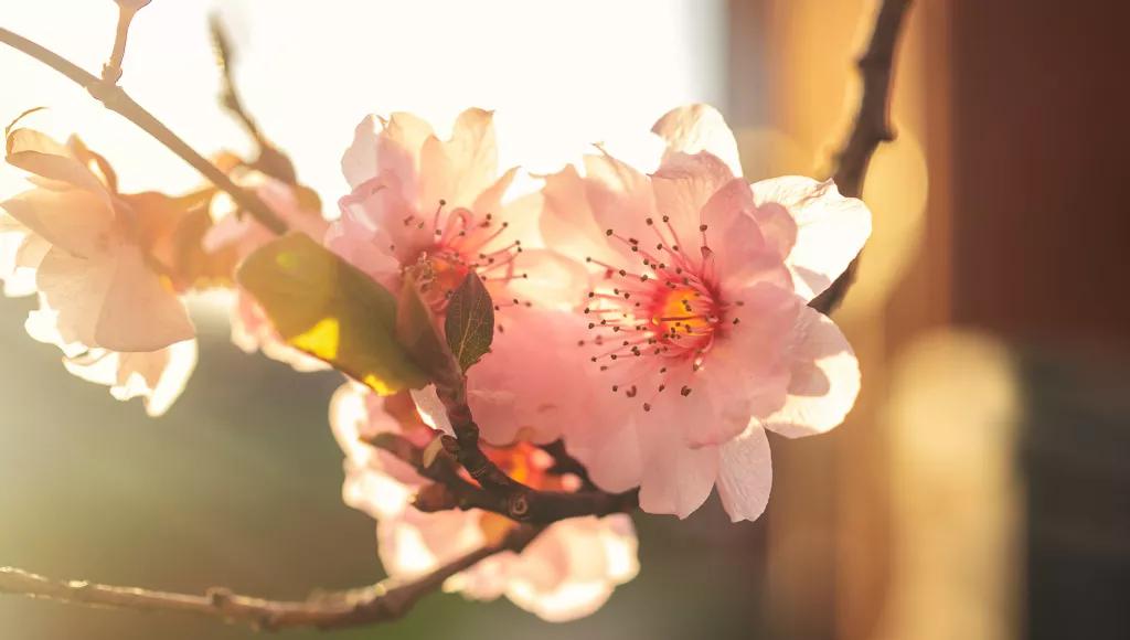 Cherry-blossom
