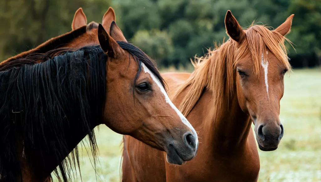 Word Live