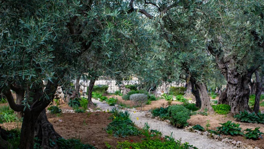 wl
