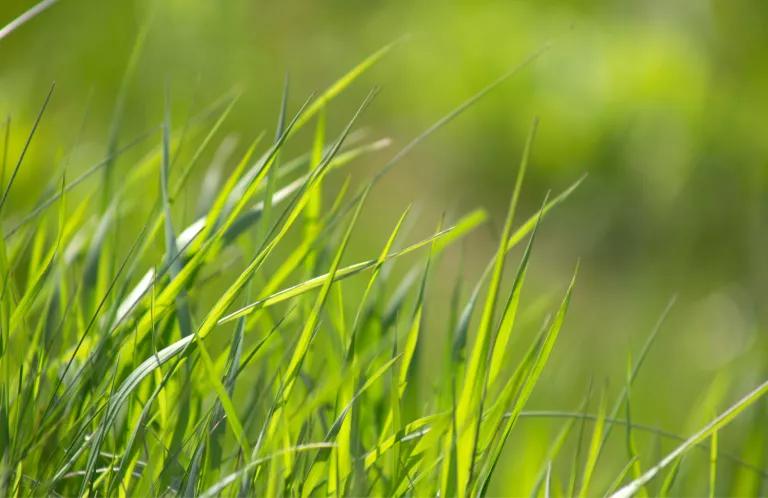 green grass