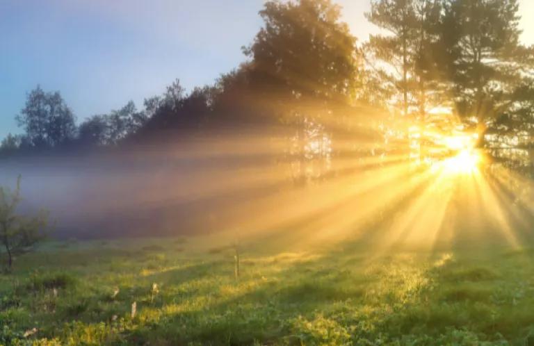 image of sun shining through the trees in the New Forest