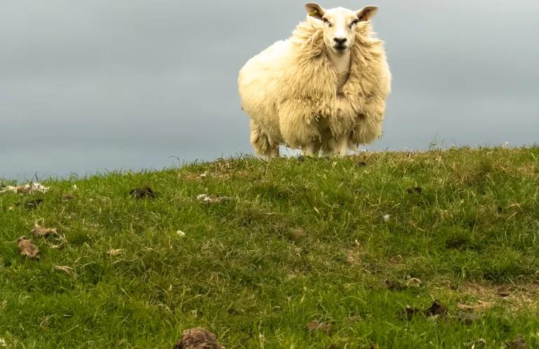 Sheep standing on a hillside