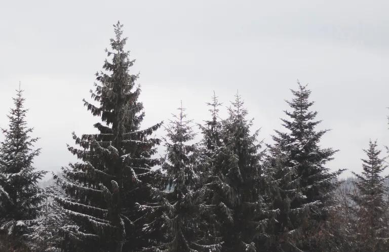 winter trees