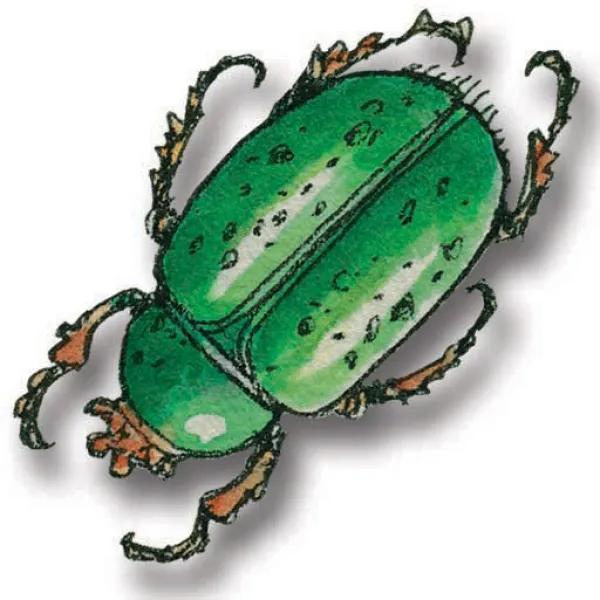 pyramid-rock-scarab-shadow-graphic