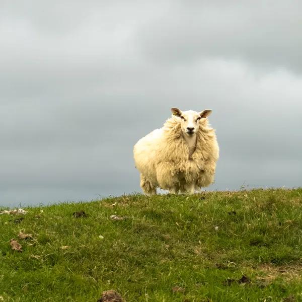 Sheep standing on a hillside