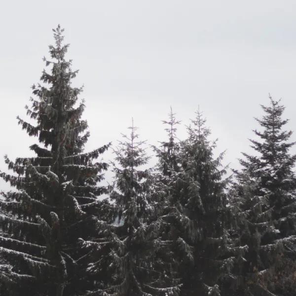 winter trees