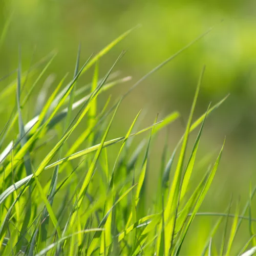green grass