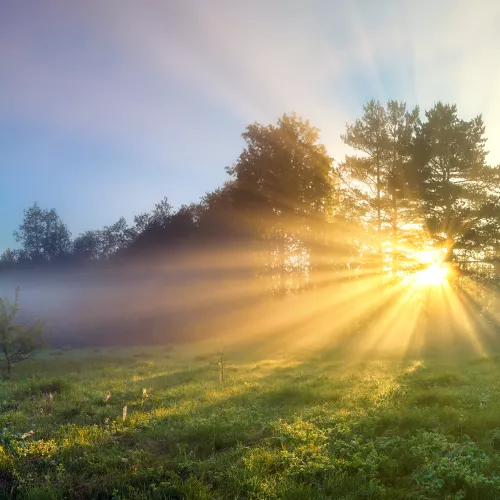 Image of the sun shining through the trees in the New Forest