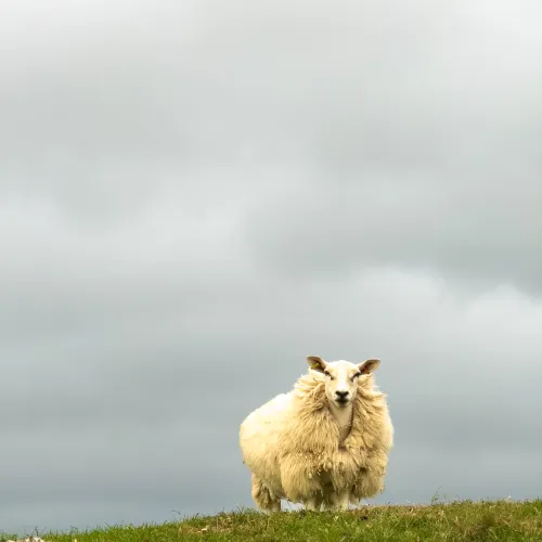 Sheep standing on a hillside