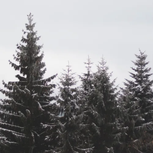 winter trees